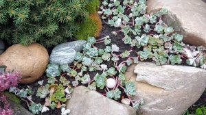 ПОЧВОПОКРОВНЫЕ растения для каменной/альпийской горки и цветников ? BODENDECKERPFLANZEN .Steinbeet.