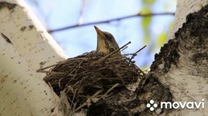 "Птичка над моим окошком" Галина Ивановская