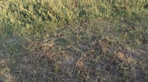 Козлятник восточный Галега Первый опыт выращивания козлятника восточного Сельская жизнь