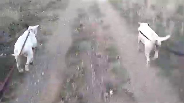 Жопки попки булей смотреть онлайн