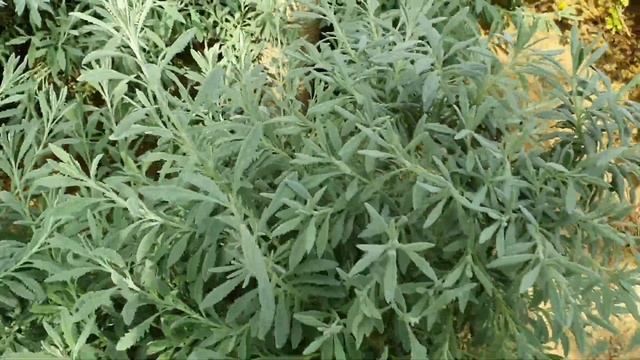 Ботанический сад. Саванны и Пустыни.2 часть. смотреть онлайн