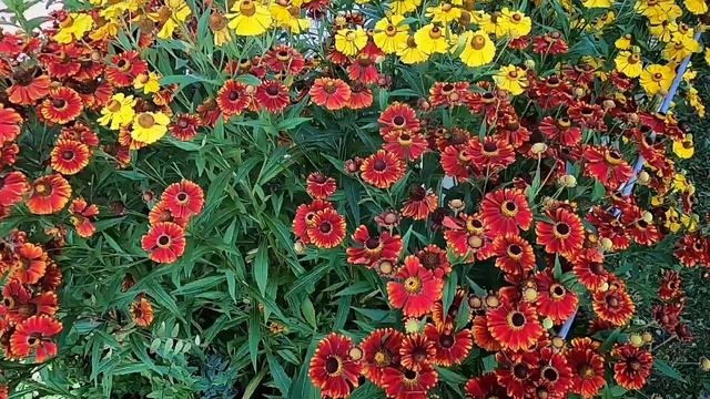 Летающие пчёлы на цветах приятная музыка фортепиано / Flying bees on flowers nice piano music смотреть онлайн