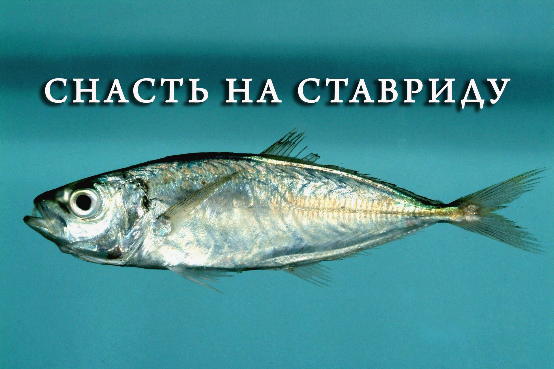 Снасть на ставриду. как правильно связать ставку на ставриду смотреть онлайн
