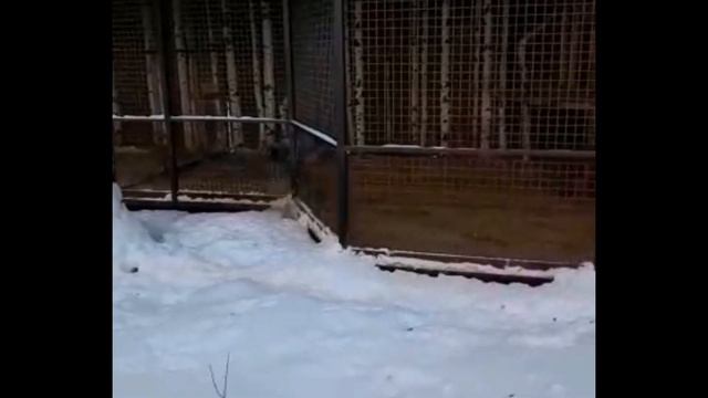🔺Первый влог. зоопарк🔻 смотреть онлайн