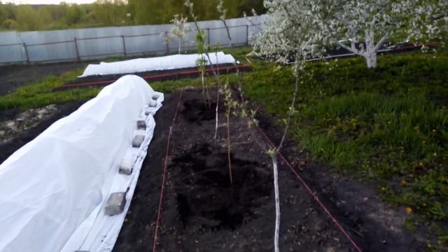 Посадка Сладкой ЧЕРНОЙ СМОРОДИНЫ ДЕРЕВОМ и КУСТОМ. 04.05.2019г. смотреть онлайн