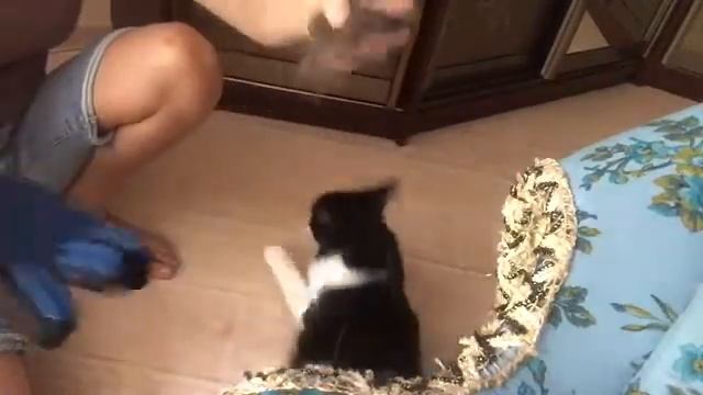 Чудо-перчатка для вычесывания шерсти у животных смотреть онлайн