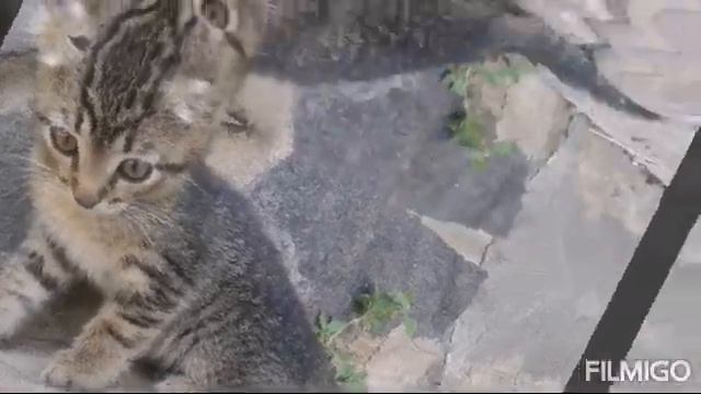 Отдам бесплатно котёнка в хорошие руки в Луганске смотреть онлайн