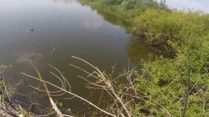 Ловля спиннингом на мушку на диком озере, видео rybachil.ru