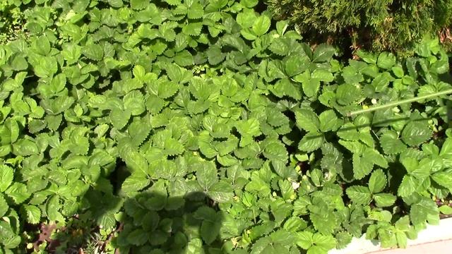 Необходимые работы в конце мая на дачном участке смотреть онлайн