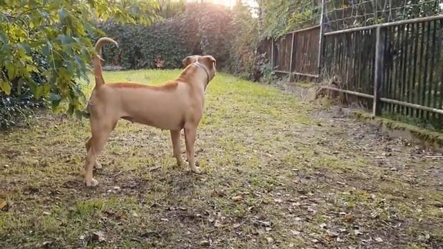 Pitbull Sahara Red Nose #50 смотреть онлайн