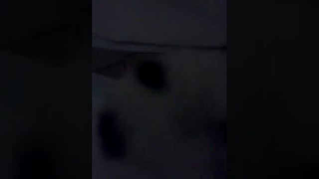 Щенки папильона смотреть онлайн