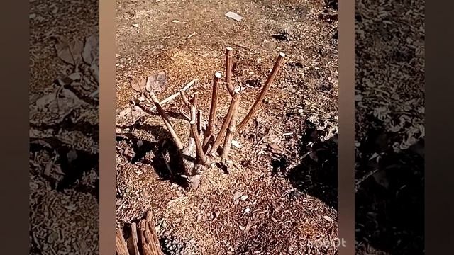 Обрезка метельчатой гортензии. смотреть онлайн