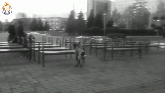 Курцхаар дрессировка и воспитание. смотреть онлайн