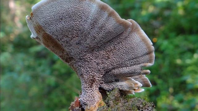 Coltricia perennis смотреть онлайн