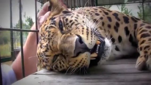 Вроде леопард, а это мотоцикл смотреть онлайн