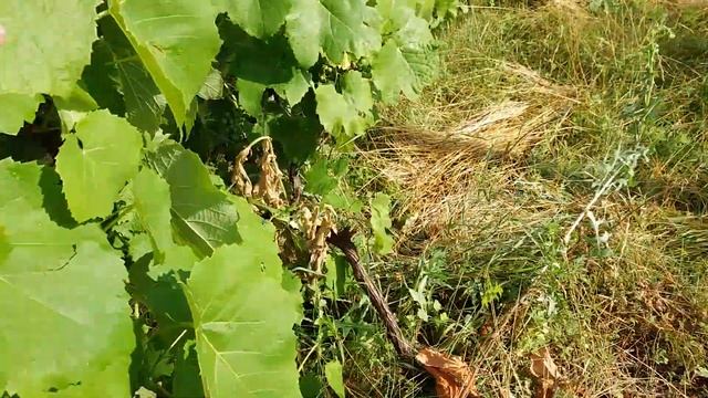 Виноград универсальный ДУБОВСКИЙ. Неукрывной виноград! смотреть онлайн