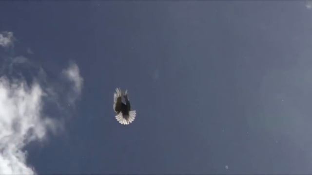 Николай Носков Нет не годы... смотреть онлайн