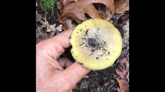 Köy göçüren, ölüm meleği, en zehirli mantar, Amanita phalloides смотреть онлайн