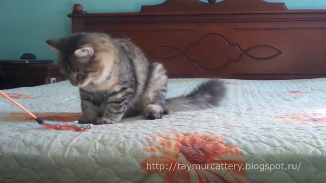 Siberian cat Klubnichka смотреть онлайн