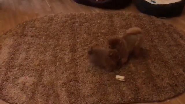 Отзыв о ковре Shaggy Ultra из Фамильной Династии смотреть онлайн