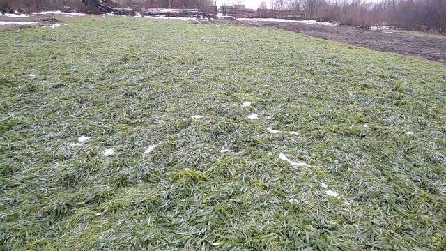 Пришла весна и что же получилось с сидератом самосевом Смотрим смотреть онлайн