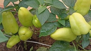 Перец раннеспелый сладкий Сорт Сибирский карлик