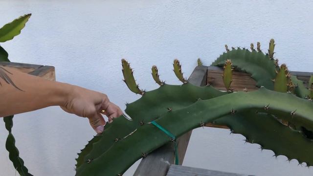 How to Prune New Young Growth Off Dragon Fruit смотреть онлайн