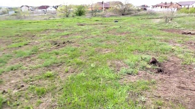 Борьба с жуком-стригуном на участке. Я прозвала его косачом) смотреть онлайн