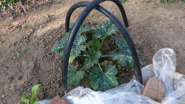 ВЫРАЩИВАЕМ КАБАЧКИ В ГНЕЗДАХ (03.07.2017) смотреть онлайн