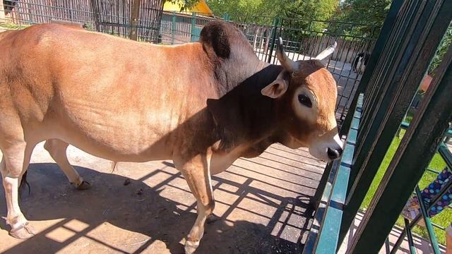 В ЗООПАРКЕ // БЫК ЗЕБУ // видео 3 смотреть онлайн