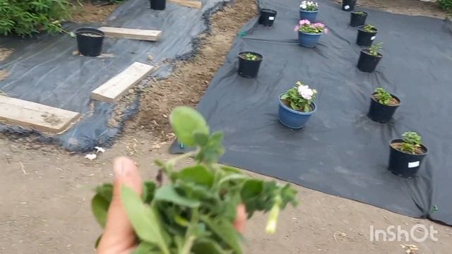 Купили заброшенную дачу(сезон 2№21)Купили и привезли мебель на дачу /Постелили линолеум / смотреть онлайн