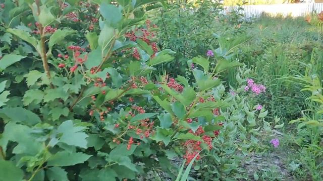 мой сад 8.08.22 Гортензии цветут. Тюмень смотреть онлайн