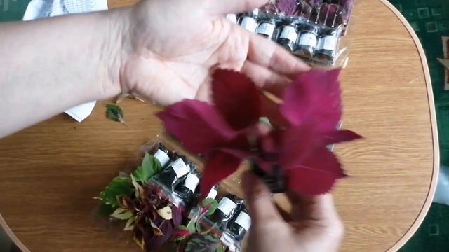 Колеусы. Распаковка посылки со срезами колеусов. #распаковкапосылки#посылкасрастениями#колеусы