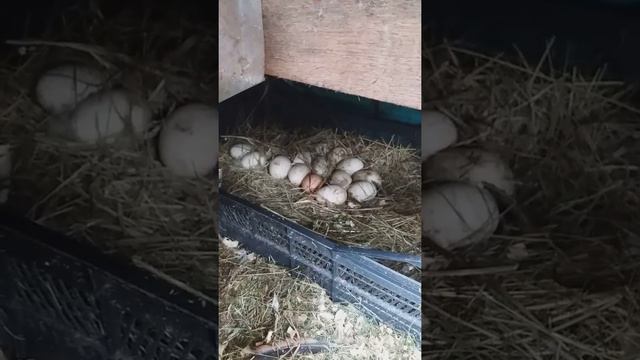 Аркадий принимает песочные ванны. смотреть онлайн