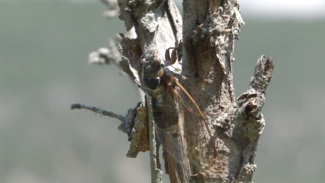 Крым. Как поют цикады. смотреть онлайн