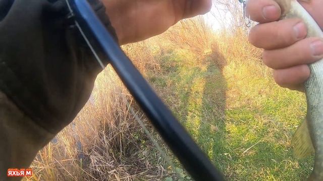 Рыбалка в Чечне. Ловля гигантских щук. смотреть онлайн