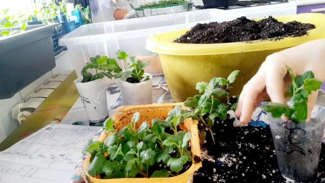 ВАЖНО ДЛЯ ПОКУПАТЕЛЕЙ ХРИЗАНТЕМЫ. ЧЕРЕНКИ УКОРЕНИЛИСЬ. ПЕРЕСАДКА В ОТДЕЛЬНЫЕ ЁМКОСТИ. смотреть онлайн