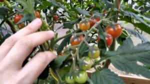 Черри Люба. Обзор гибрида. Выращивание томата в Сибири.