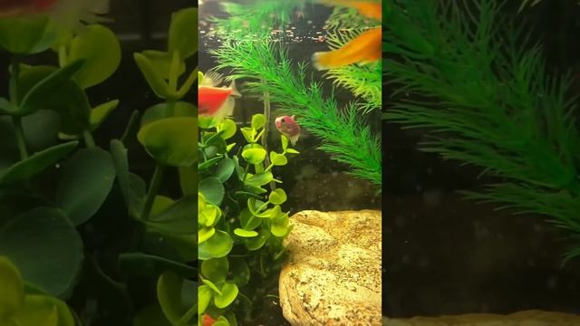 Плавниковая гниль. Что делать? Как вылечить? Акрифлавин. Аквапротект. смотреть онлайн