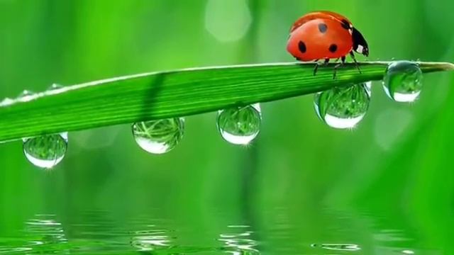 Береги природу смотреть онлайн