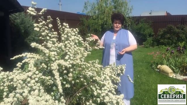 Спирея Вангутта смотреть онлайн
