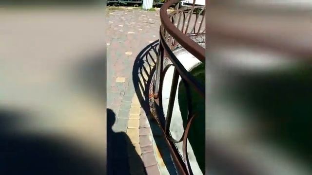 умирающий тюлень в парке Тайган смотреть онлайн