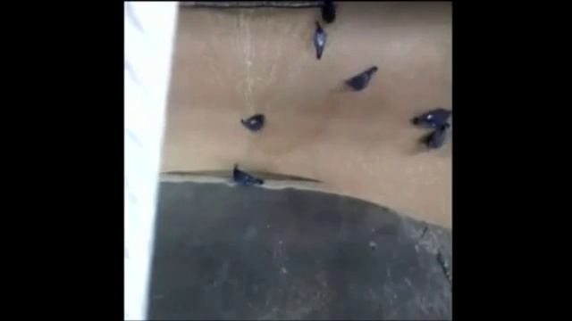 Беляши с мясом смотреть онлайн