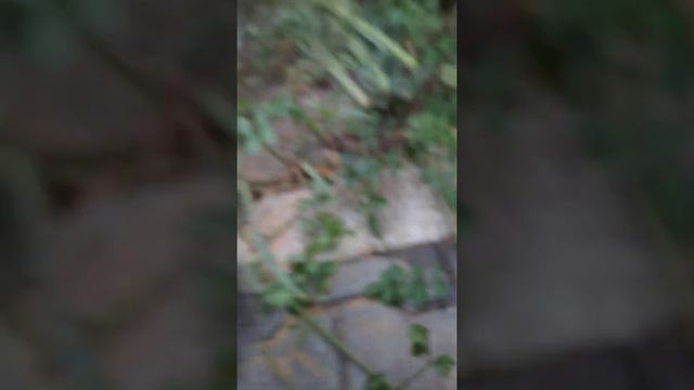 Что мы должны делать??? Кошачьи правила!!!😺😸😼 смотреть онлайн