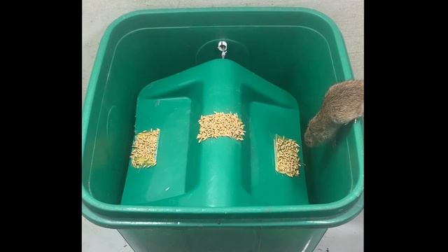 The best mousetrap // The best way to catch a mouse смотреть онлайн
