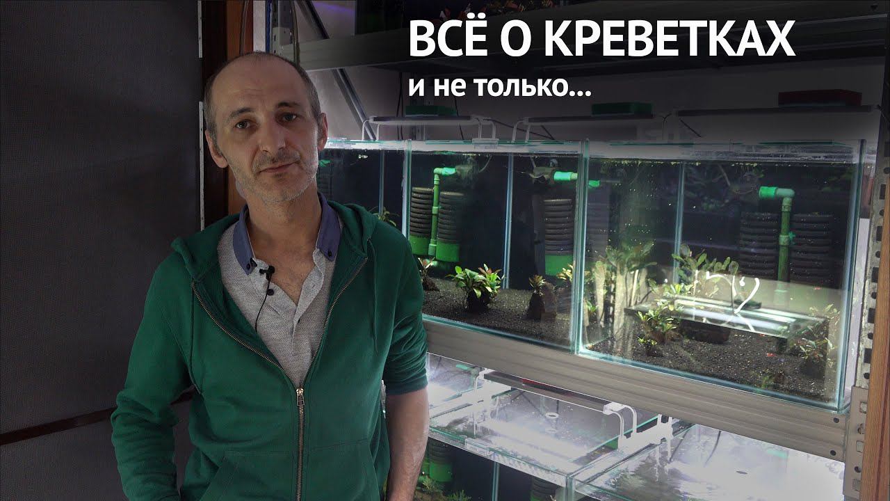 Всё о содержании креветок Знакомство с рептилиями и пауками смотреть онлайн