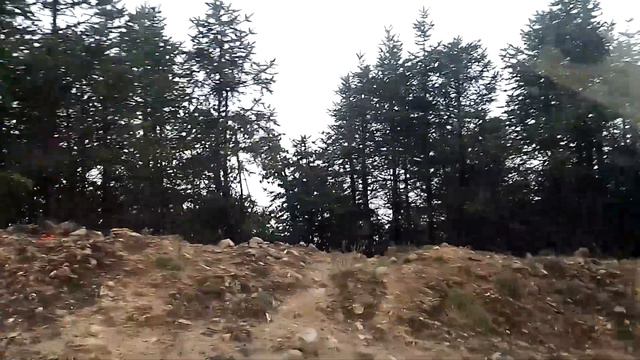 way to kalinchowk #white #rhododendron #heavenly #nepal смотреть онлайн