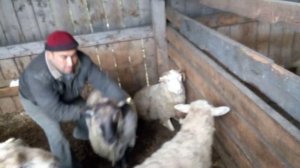 Бараны помесь Эдильбая и Романовская породы и Суфоллка