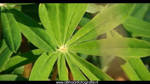 GZ HM445 TEST '11 | DeHaanFotografie™ смотреть онлайн