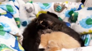 Как определить пол у кошки или котят